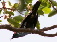 Bird022 Philippine Glossy Starling.jpg