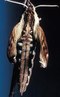 0099ashsphinx.jpg