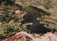 partridge black wood male2.jpg