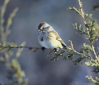 american tree sparrow x.jpg