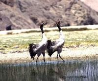 black-necked cranes unison call.jpg