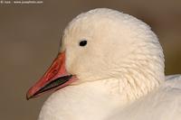 004226-anser caerulescens-snow goose-oca delle nevi.jpg