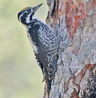 three-toed-woodpecker-kaz-2007.jpg