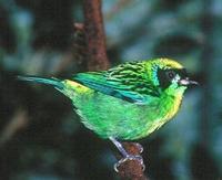 Green and Gold Tanager 32-308x251.jpg