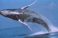 humpback breaching-noaa.jpg