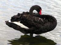 Swan Black4 Perkins.jpg