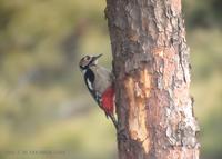 g-s-woodpecker-020130-8117-1.jpg