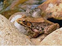 bronzefrog.jpg