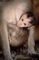 pigtailed-macaque.jpg