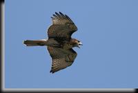 Red-tailed Hawk.jpg