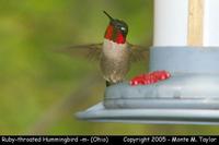 hummingbird ruby-throated m 2a.jpg