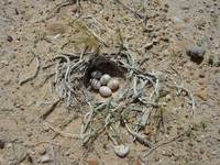Hoopoe-Lark-nest.jpg