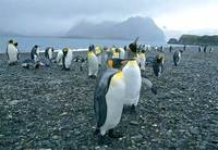 king-penguins-beach.jpg