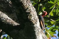 Red-necked woodpecker.jpg