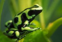 green black poison frog lg.jpg