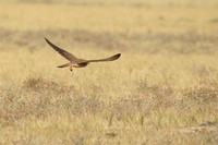 Sparrowhawk1.jpg