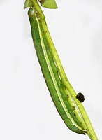 26154.jpg