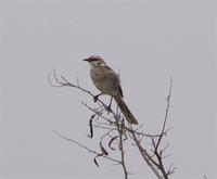 long-tailed-mockingbird.jpg