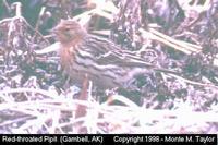 pipit red-throated br1.jpg