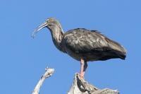 Plumbeous ibis.jpg