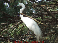 intermediate egret.jpg