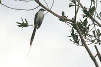 Fork-tailed flycatcher.jpg