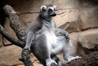 ringtail lemur.jpg