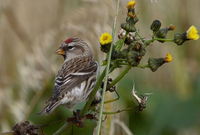 07commonredpoll1fairisle.jpg