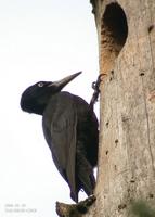 black-woodpecker 04-05-29-8035.jpg