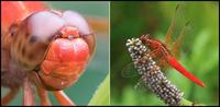 libellula croceipennis.jpg