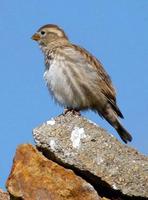 rocksparrow2.jpg