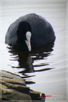 060219 Coot0624.jpg