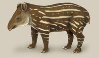Tapirus terrestris juv.jpg