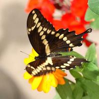 Papilio cresphontes8803.jpg