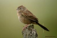 botteris sparrow7.jpg