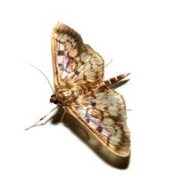 moth8.jpg