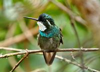 Gray-tailed Mountain-gem was ssp of White-throated Mountain-gem.jpg