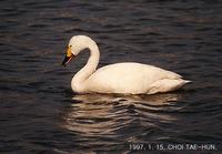 (97-01)Bewick's Swan4.jpg