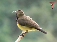 Bird018-m Olive-backed Sunbird.jpg