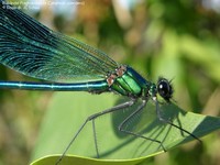 JCS Calopteryx splendens 32767.jpg