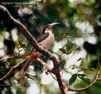 srilanka grey hornbill.jpg