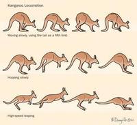 kangaroo locamotion.jpg