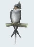 Hemiprocne coronata.jpg