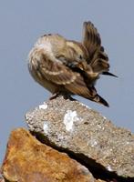 rocksparrow preen1.jpg