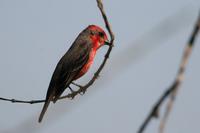 Vermillion flycatcher.jpg