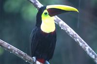 chestnut-mandibled toucan.jpg
