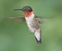 hummingbird male 9.jpg