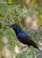 PurpleSunbird.jpg