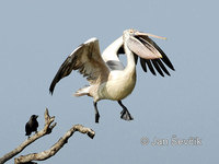 pelicanus philippensis 2.jpg