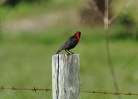 Red-breasted Blackbird.jpg